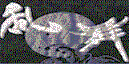 ����Kisei